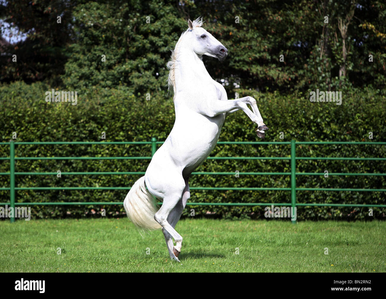 Un cheval blanc l'élevage sur un paddock, Cologne, Allemagne Banque D'Images