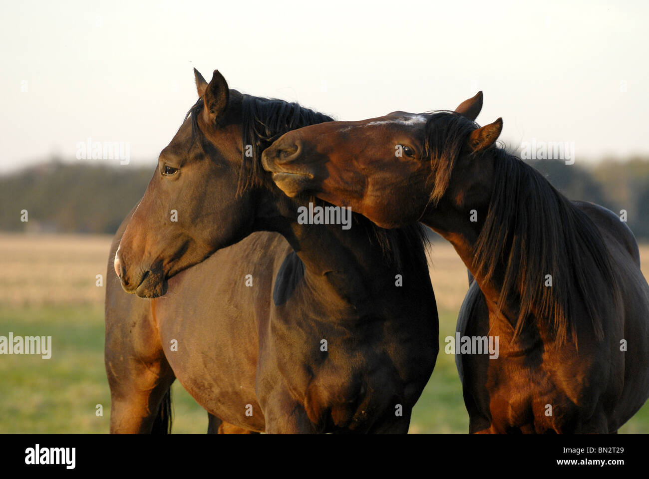 Les chevaux on meadow Banque D'Images