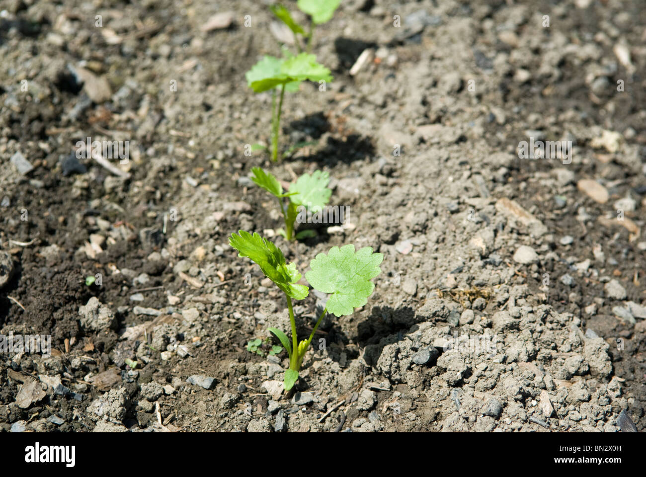 Plants De Panais Banque D Image Et Photos Alamy