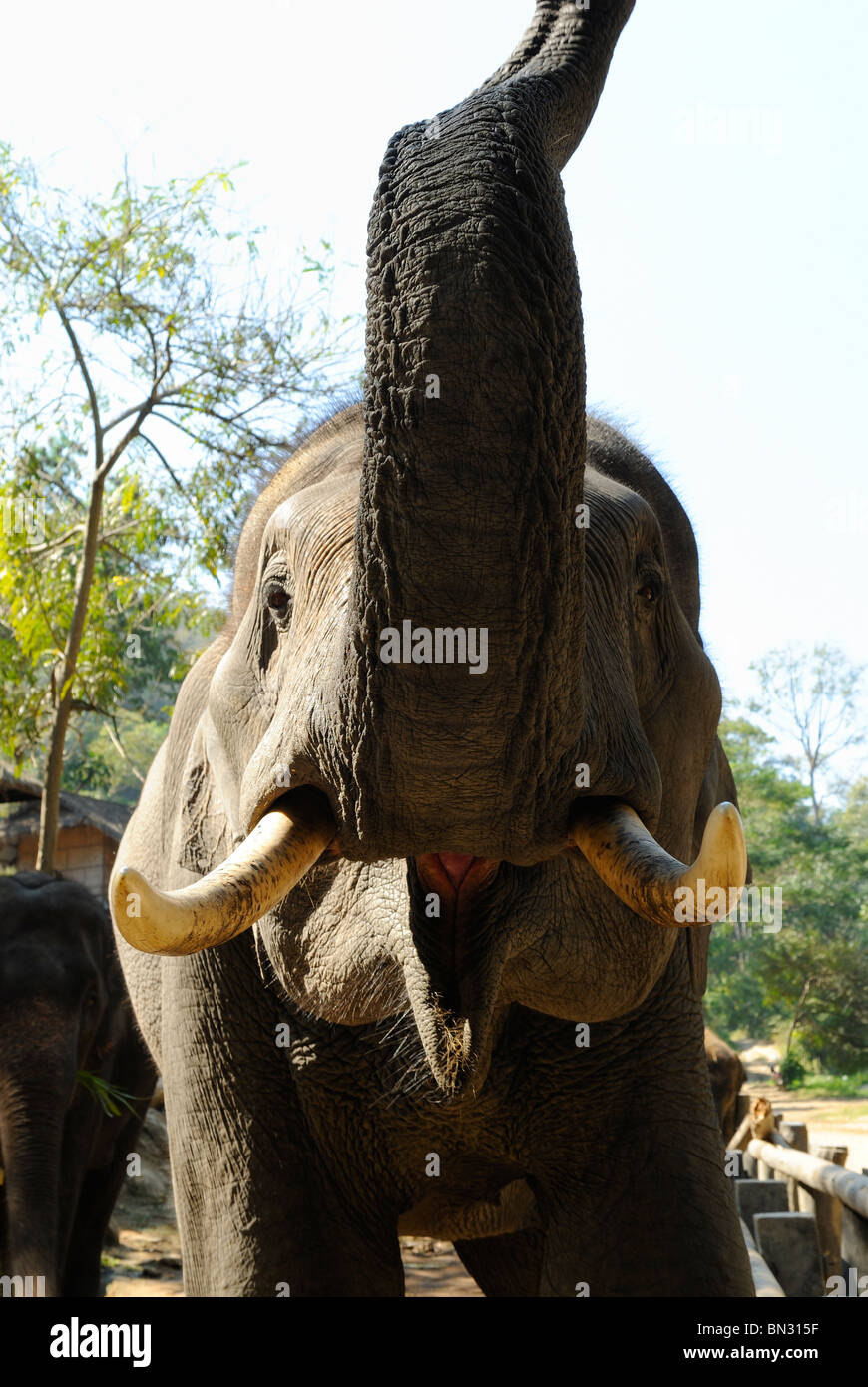 Éléphant à la Maesa camp, Chiang Mai, Thaïlande, Asie du Sud-Est Banque D'Images