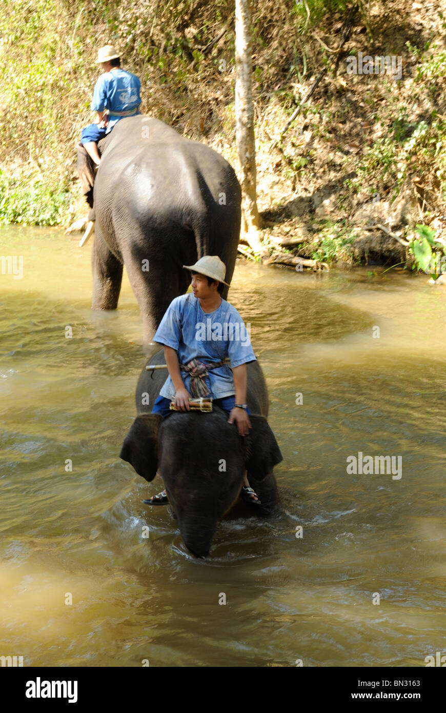 Éléphant à la Maesa camp, Chiang Mai, Thaïlande, Asie du Sud-Est Banque D'Images Éléphant à la Maesa camp, Chiang Mai, Thaïlande, Asie du Sud-Est Banque D'Images