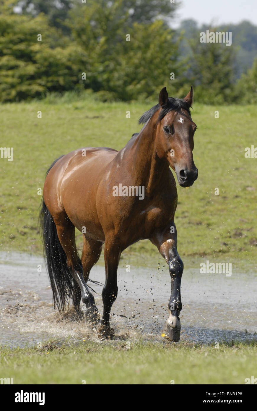 cheval brun Banque D'Images