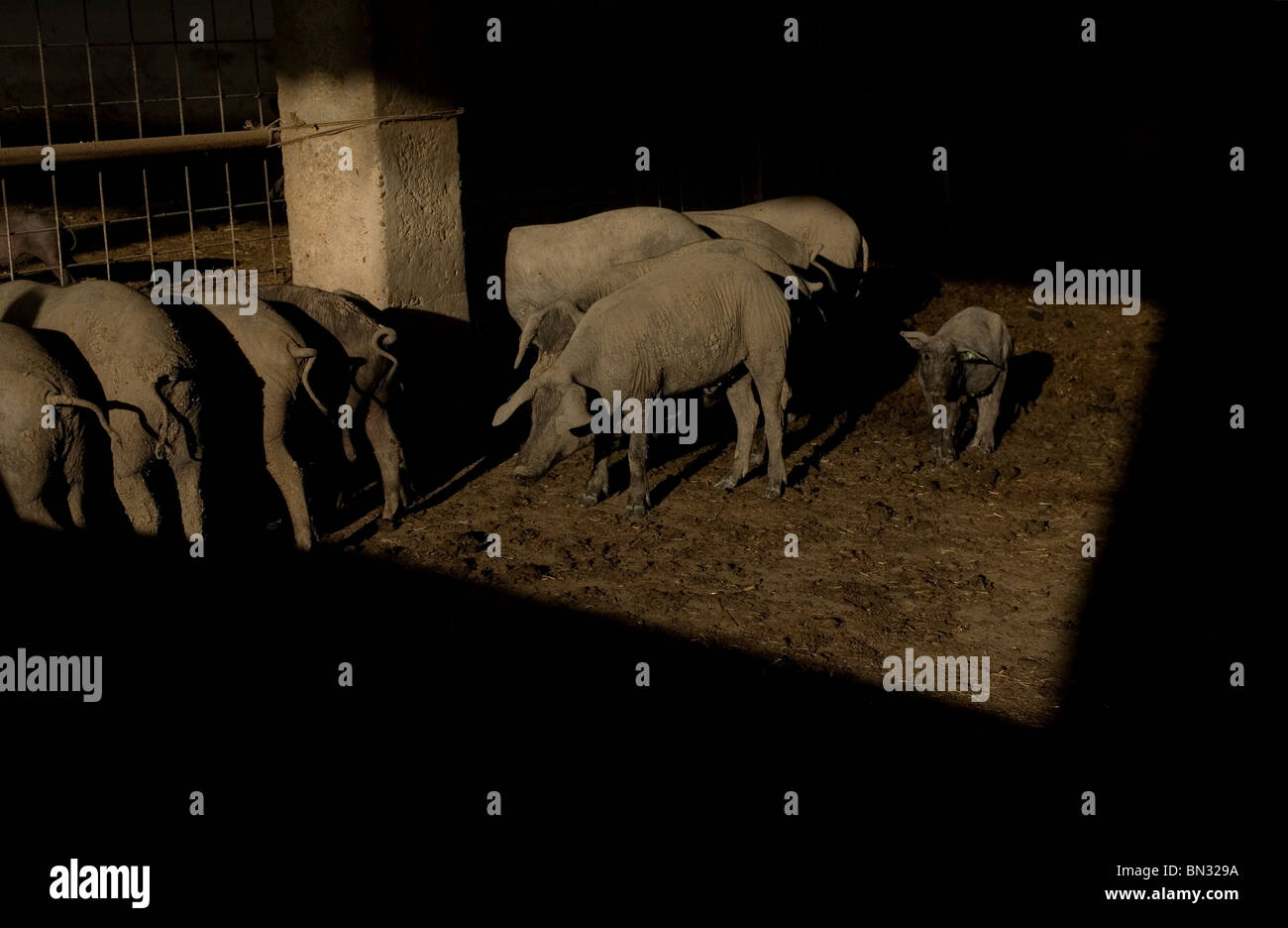 L'Espagnol les porcs ibériques, la source de Jambon Iberico Pata Negra, connu sous le nom de Prado del Rey, La Sierra de Cadiz, Andalousie, Espagne Banque D'Images