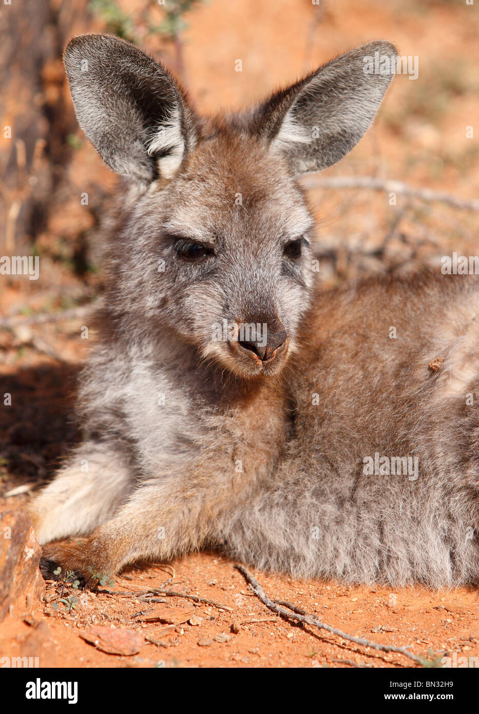 Un kangourou farniente dans l'outback australien Banque D'Images