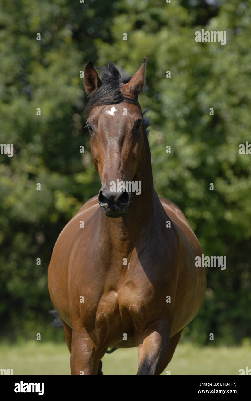 cheval brun Banque D'Images