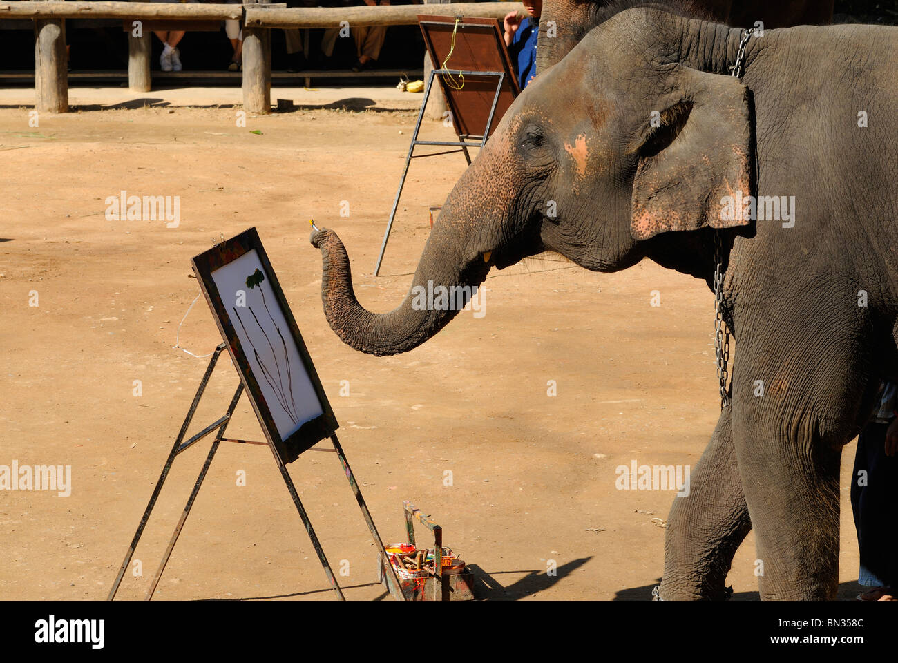 Peinture d'éléphant avec un pinceau à la Maesa camp, Chiang Mai, Thaïlande, Asie du Sud-Est Banque D'Images Peinture d'éléphant avec un pinceau à la Maesa camp, Chiang Mai, Thaïlande, Asie du Sud-Est Banque D'Images