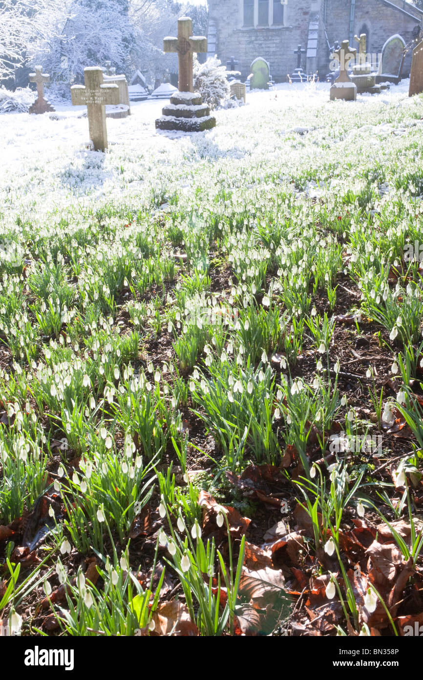 Perce-neige dans la neige dans le coin du cimetière à St John the Baptist Church dans le village de Cotswold Edge, Gloucestershire Banque D'Images