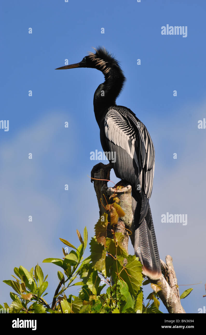 Anhinga Anhinga anhinga (mâle) reposant sur le haut d'un arbre à Orlando, Floride. L'oiseau est parfois connu comme un serpent Oiseau. Banque D'Images