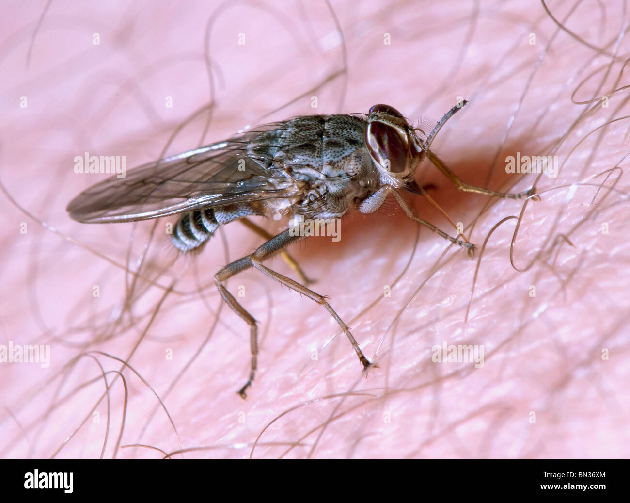 La mouche tsé-tsé de mordre et se nourrissent d'une personne Banque D'Images