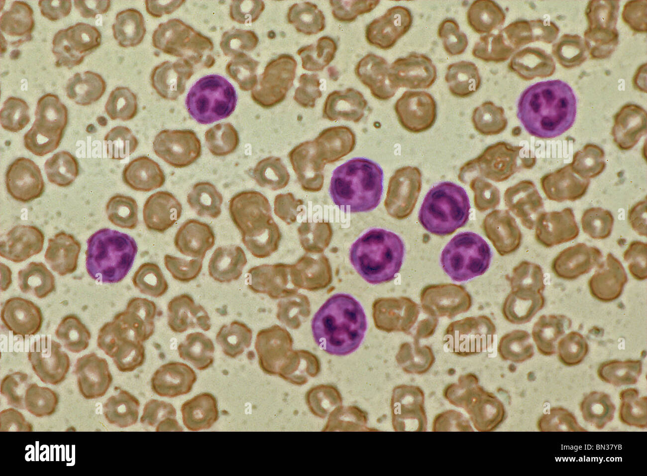 Micrographie de la lumière des cellules sanguines normales Banque D'Images