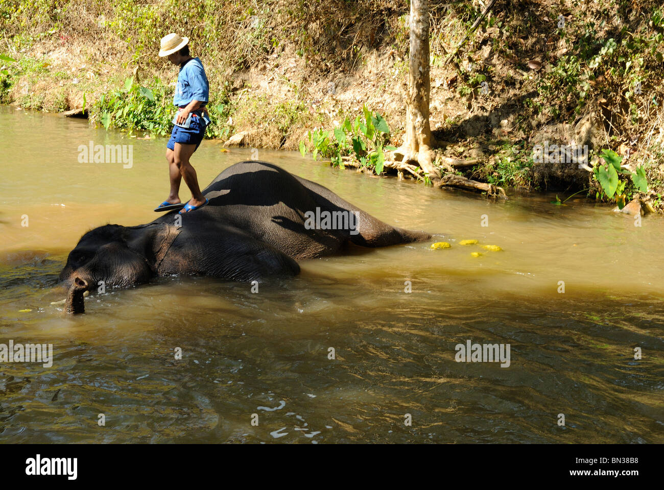 Éléphant à la Maesa camp, Chiang Mai, Thaïlande, Asie du Sud-Est Banque D'Images Éléphant à la Maesa camp, Chiang Mai, Thaïlande, Asie du Sud-Est Banque D'Images