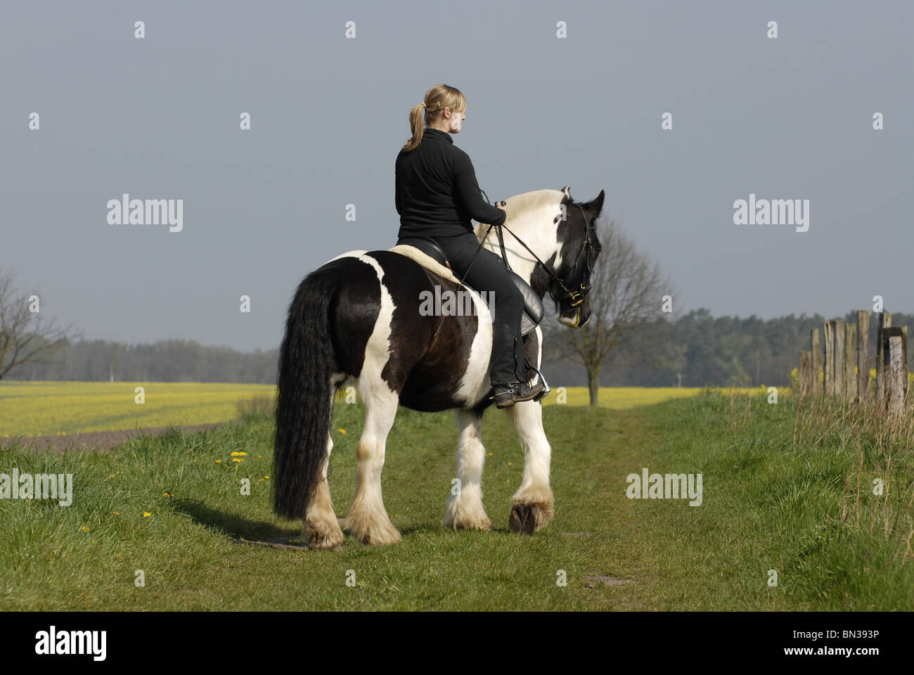 cheval femme Banque D'Images