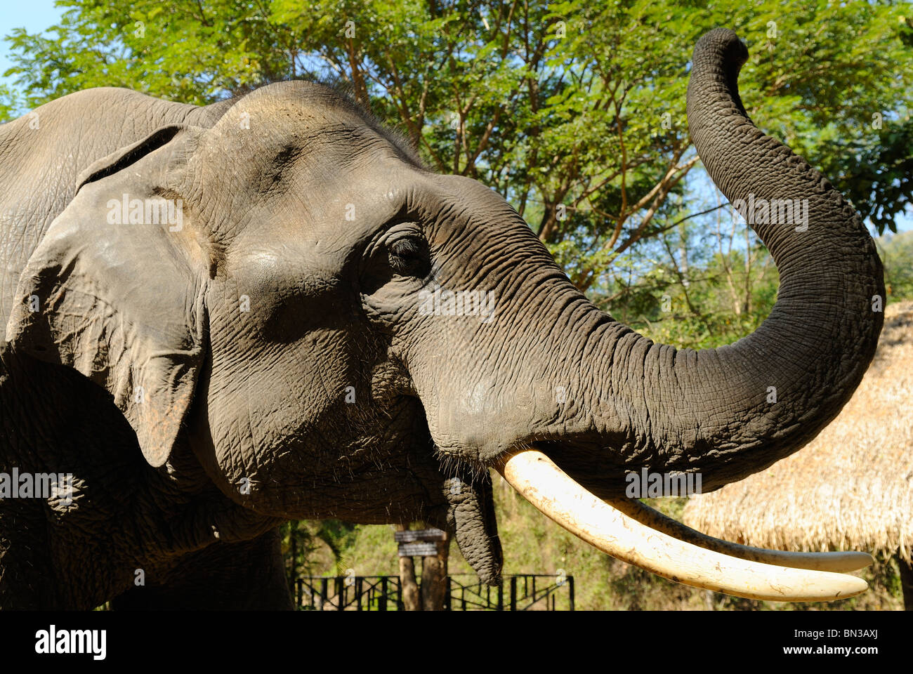 Éléphant à la Maesa camp, Chiang Mai, Thaïlande, Asie du Sud-Est Banque D'Images