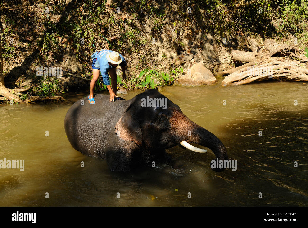 Éléphant à la Maesa camp, Chiang Mai, Thaïlande, Asie du Sud-Est Banque D'Images Éléphant à la Maesa camp, Chiang Mai, Thaïlande, Asie du Sud-Est Banque D'Images