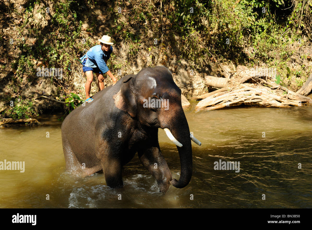 Éléphant à la Maesa camp, Chiang Mai, Thaïlande, Asie du Sud-Est Banque D'Images Éléphant à la Maesa camp, Chiang Mai, Thaïlande, Asie du Sud-Est Banque D'Images
