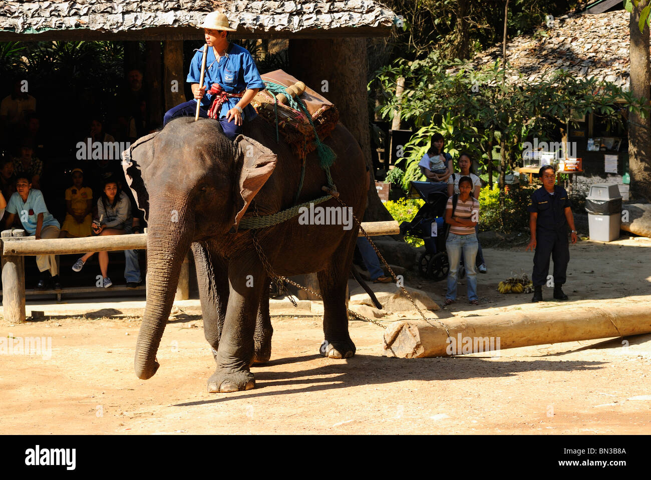 L'extraction d'un éléphant au tronc bois Maesa camp, Chiang Mai, Thaïlande, Asie du Sud-Est Banque D'Images L'extraction d'un éléphant au tronc bois Maesa camp, Chiang Mai, Thaïlande, Asie du Sud-Est Banque D'Images
