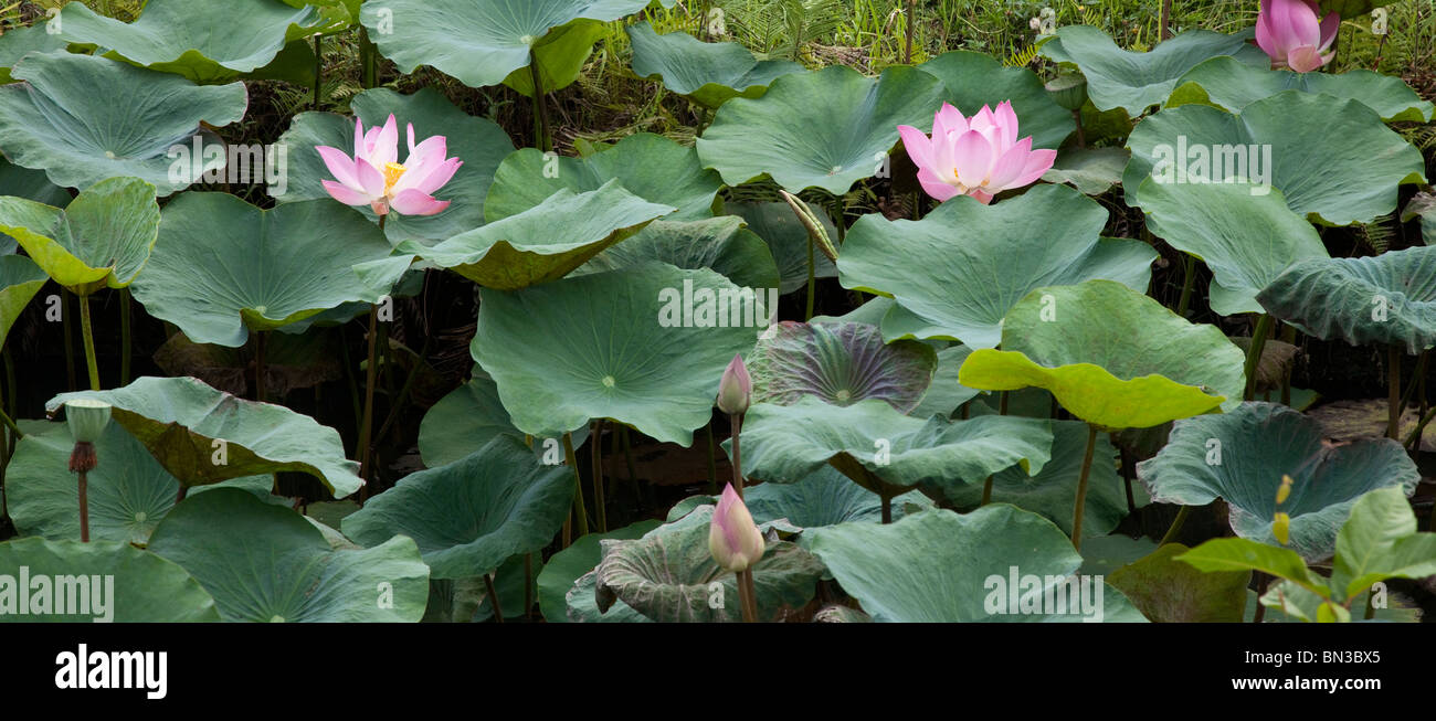 Lotus rose fleurs et feuilles, Nelumbo nucifera, Indonésie Banque D'Images