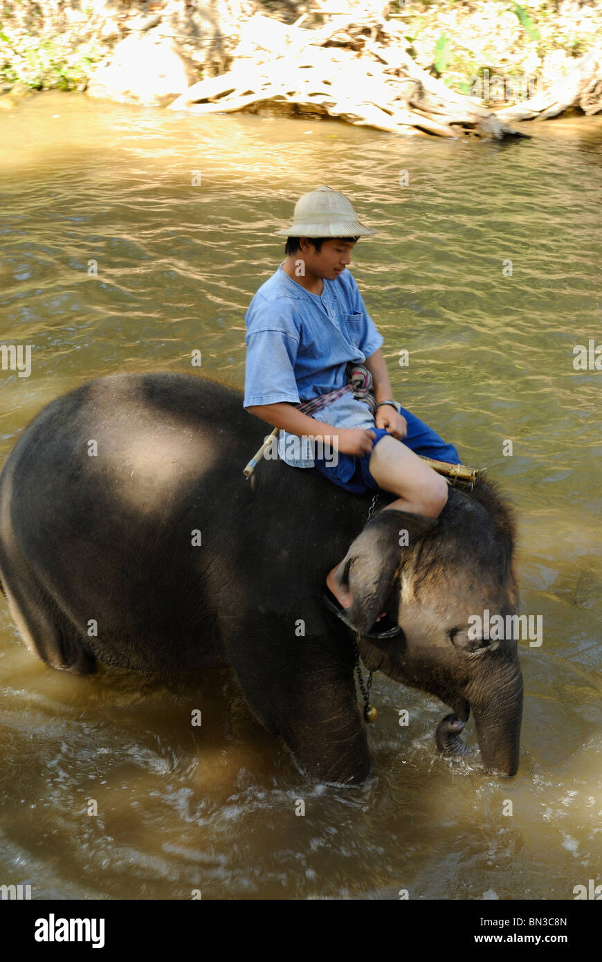 Éléphant à la Maesa camp, Chiang Mai, Thaïlande, Asie du Sud-Est Banque D'Images Éléphant à la Maesa camp, Chiang Mai, Thaïlande, Asie du Sud-Est Banque D'Images
