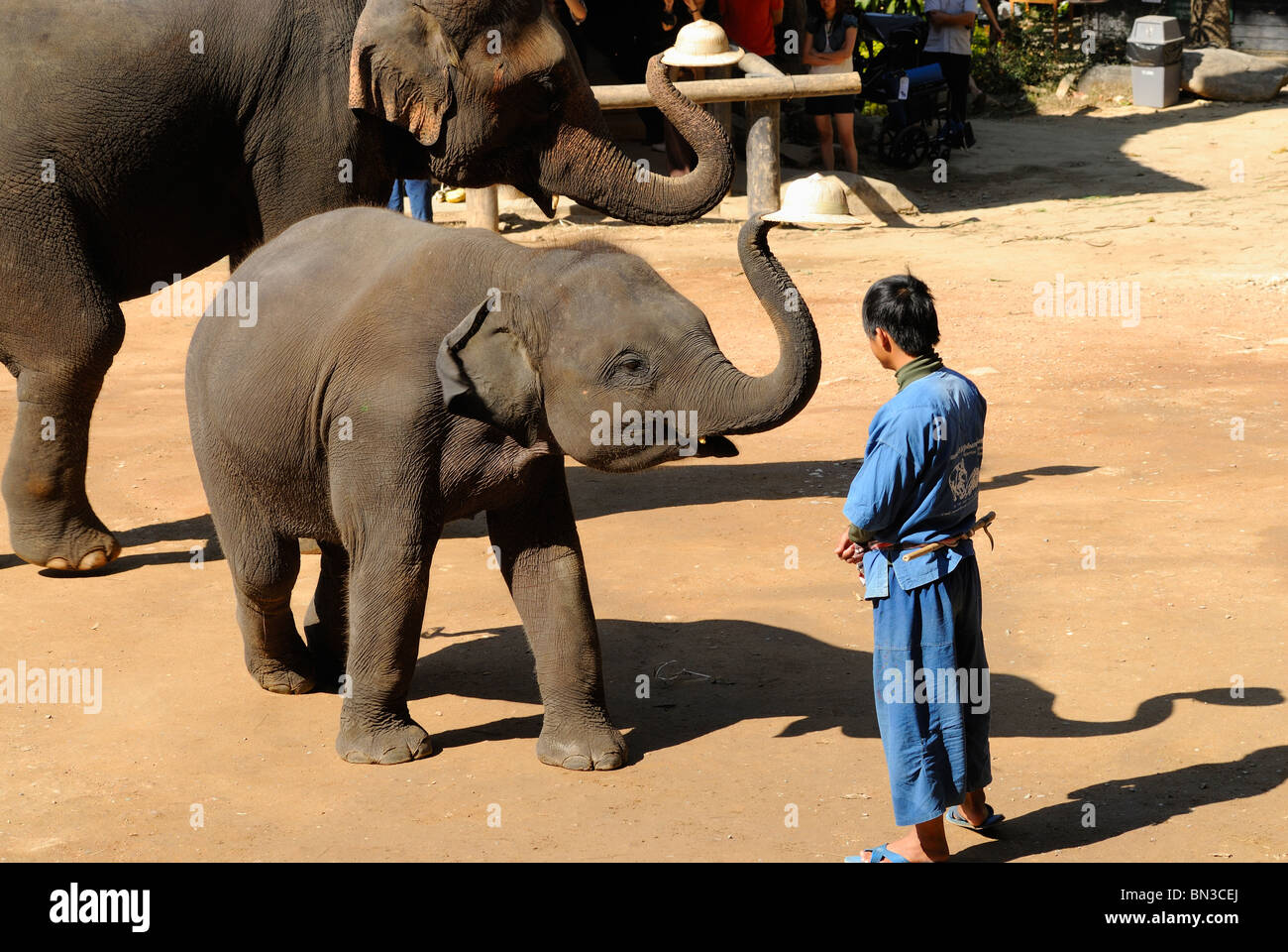 Bébé éléphant à la Maesa camp, Chiang Mai, Thaïlande, Asie du Sud-Est Banque D'Images Bébé éléphant à la Maesa camp, Chiang Mai, Thaïlande, Asie du Sud-Est Banque D'Images