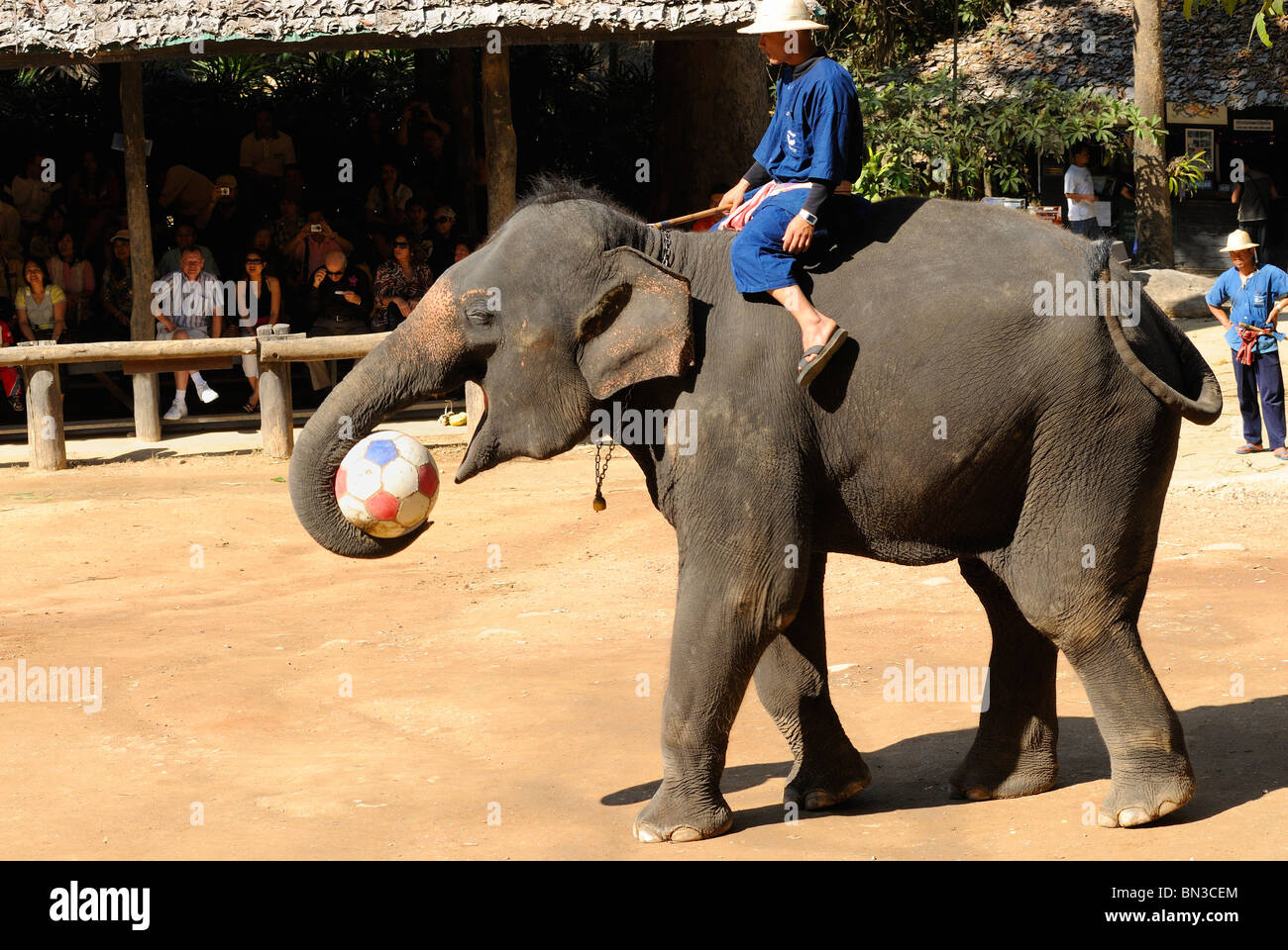 Éléphant à la Maesa camp, Chiang Mai, Thaïlande, Asie du Sud-Est Banque D'Images Éléphant à la Maesa camp, Chiang Mai, Thaïlande, Asie du Sud-Est Banque D'Images