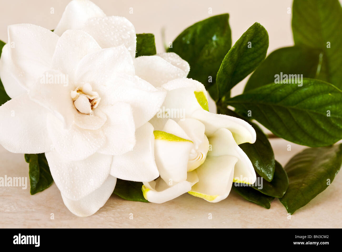 Le Gardenia blanc fleurs sur fond de marbre Banque D'Images