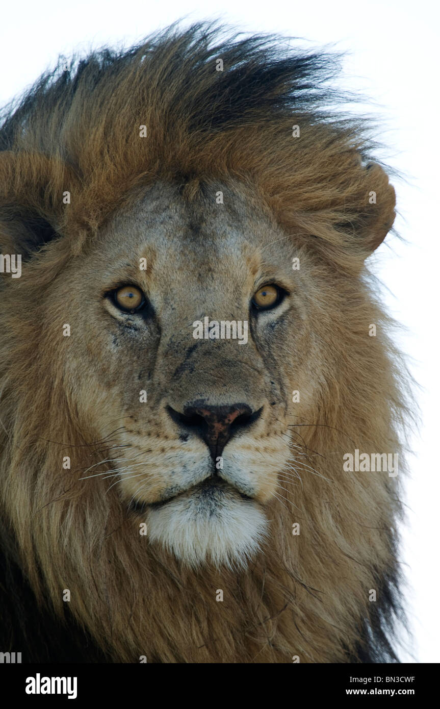 Lion, photographié à Serengeti National Park, Tanzania, Africa Banque D'Images
