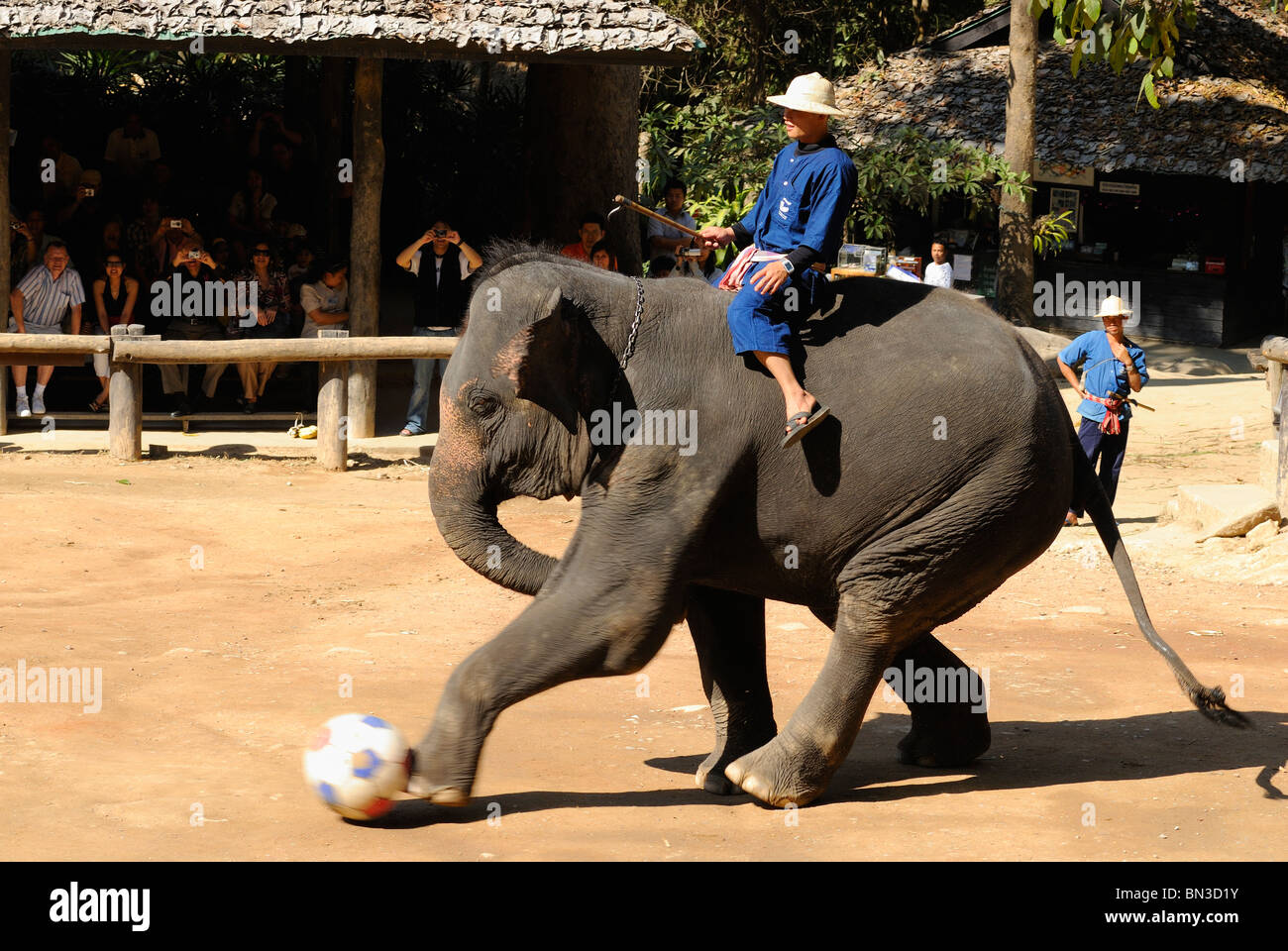 Jouer au soccer à l'éléphant Maesa camp, Chiang Mai, Thaïlande, Asie du Sud-Est Banque D'Images Jouer au soccer à l'éléphant Maesa camp, Chiang Mai, Thaïlande, Asie du Sud-Est Banque D'Images