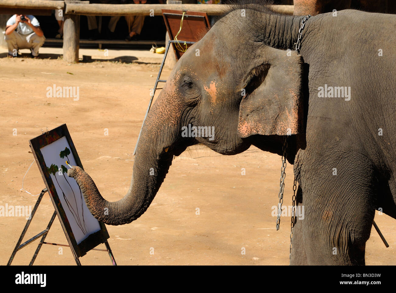 Peinture d'éléphant avec un pinceau à la Maesa camp, Chiang Mai, Thaïlande, Asie du Sud-Est Banque D'Images Peinture d'éléphant avec un pinceau à la Maesa camp, Chiang Mai, Thaïlande, Asie du Sud-Est Banque D'Images