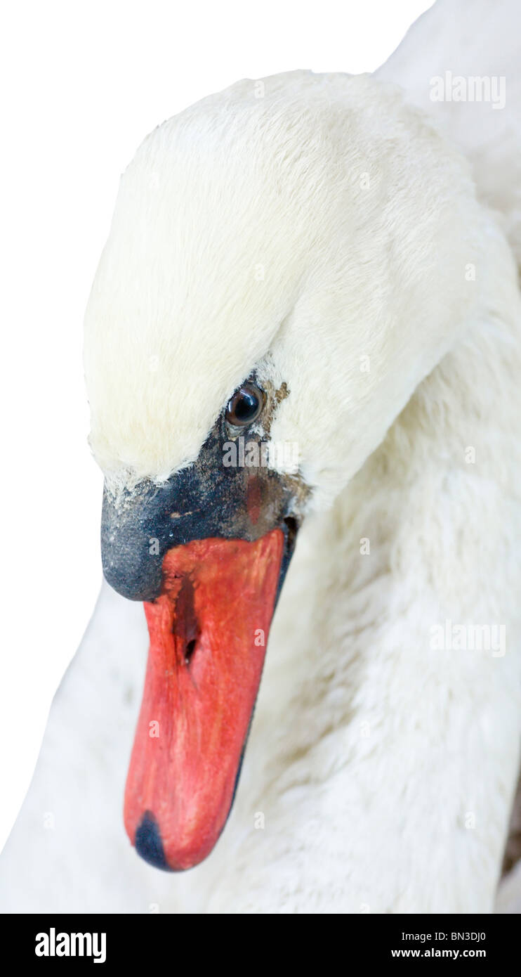 Belle tête gracieux cygne blanc (macro) isolated on white Banque D'Images
