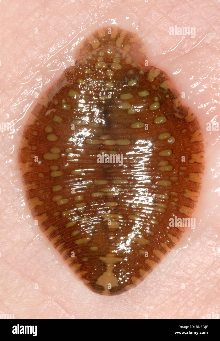 Placobdella Leech dans la famille Glossiphoniidae, connu comme glossiphoniids ou sangsues d'eau douce Poissons sans mâchoires. Banque D'Images