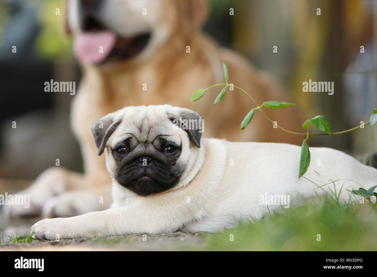 Le PUG (Canis lupus f. familiaris), dragonnet couché dans le jardin avec un Labrador Retriever dans le dos Banque D'Images