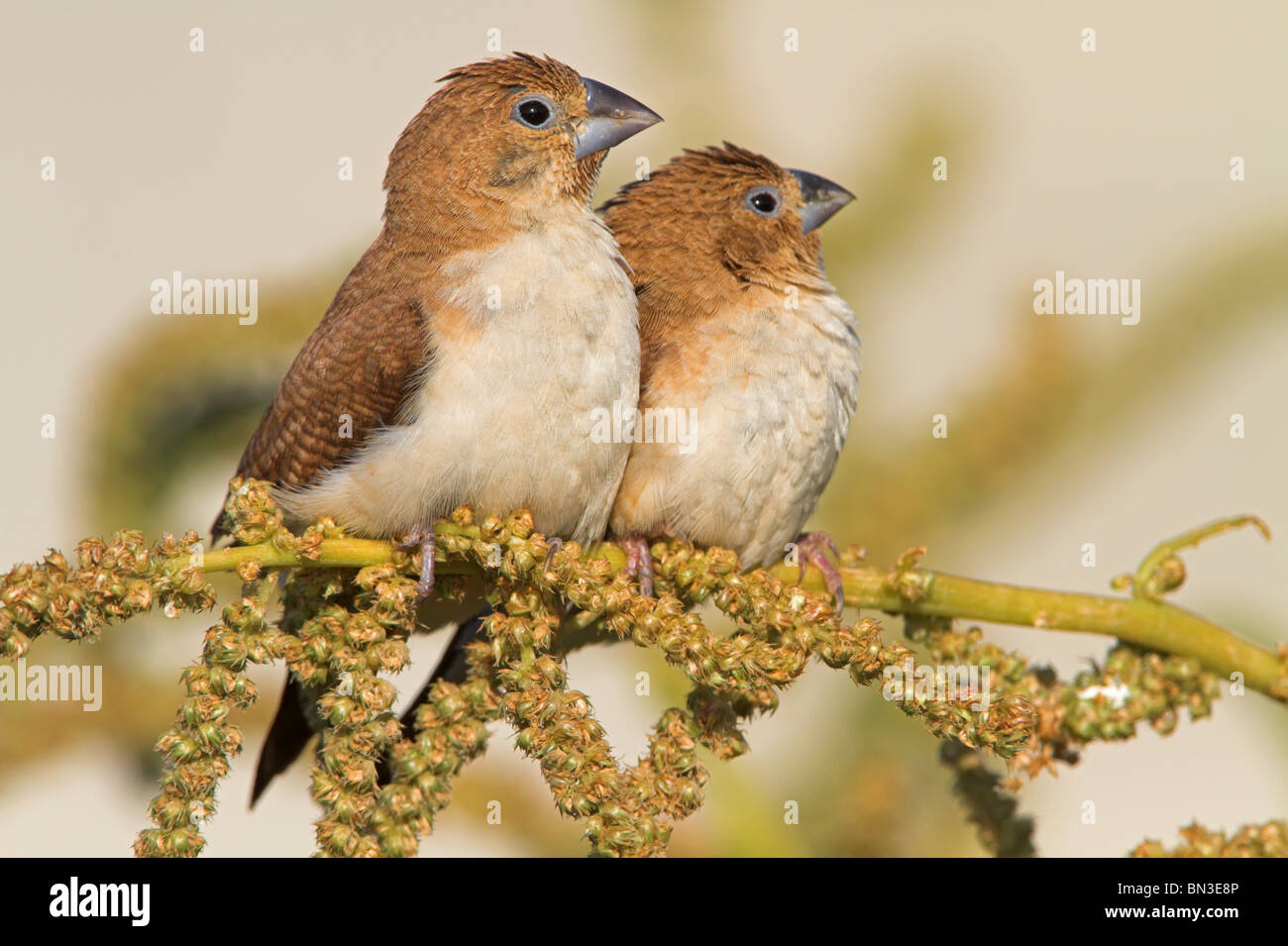 Deux Silverbills africains (Lonchura cantans) assis sur une branche Banque D'Images