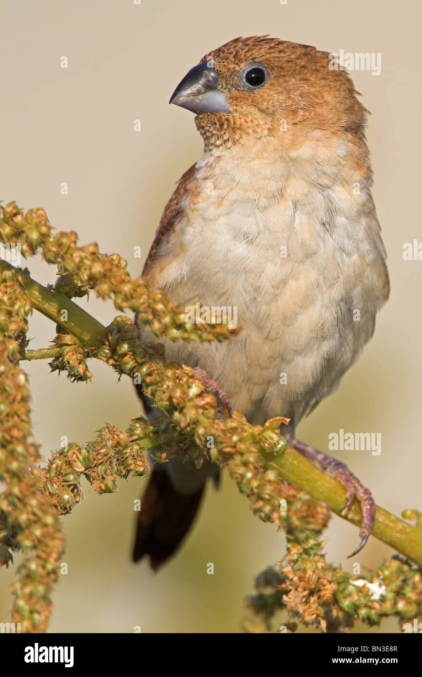 African Silverbill (Lonchura cantans) assis sur une branche Banque D'Images