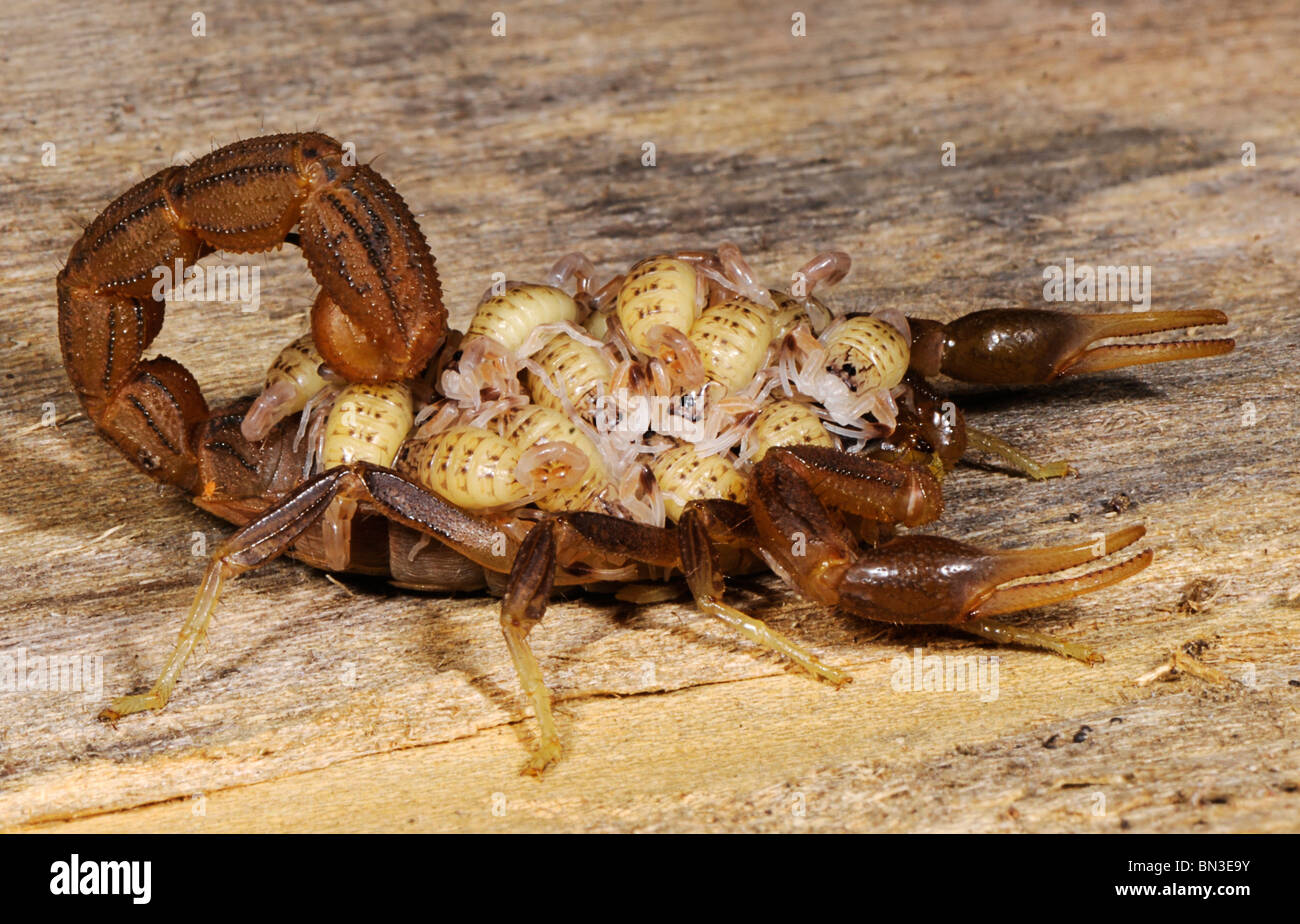 Hottentota scorpion, photographié en Tanzanie, Afrique transportant ses jeunes sur le dos, un trait de son comportement maternel. Banque D'Images