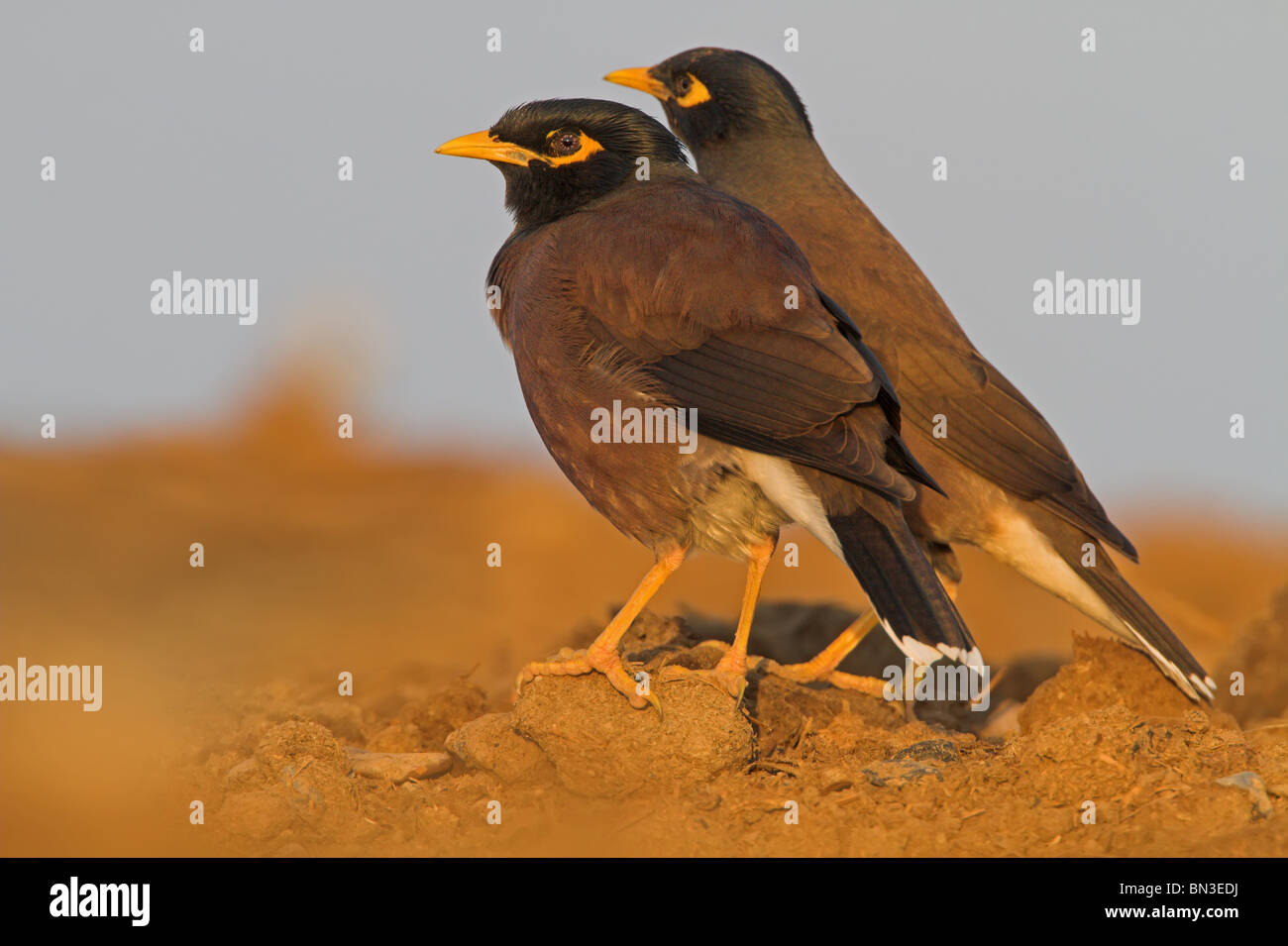 Deux Mynas (Acridotheres tristis), side view Banque D'Images