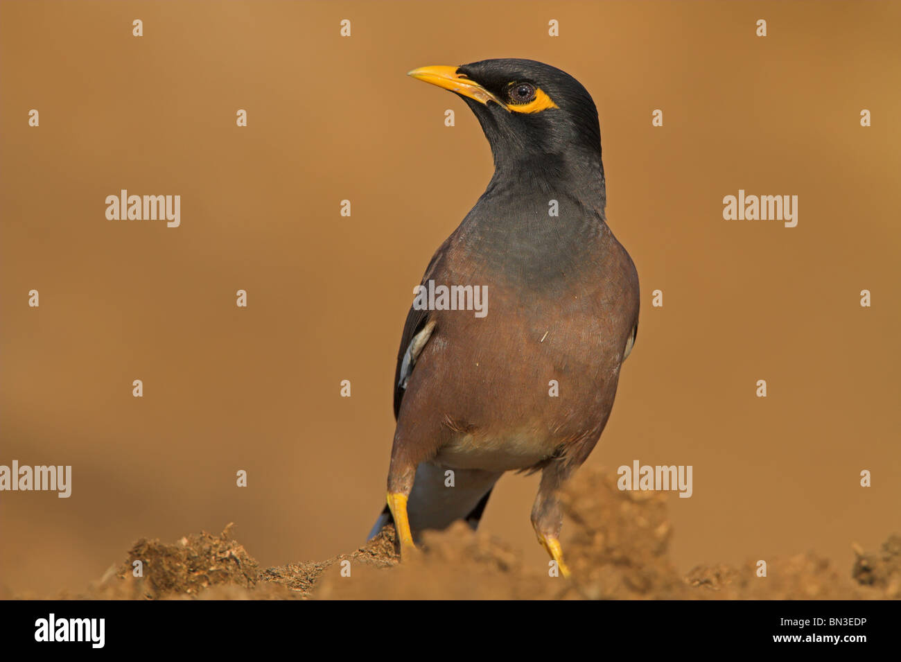 Myna Acridotheres tristis (commune) Banque D'Images