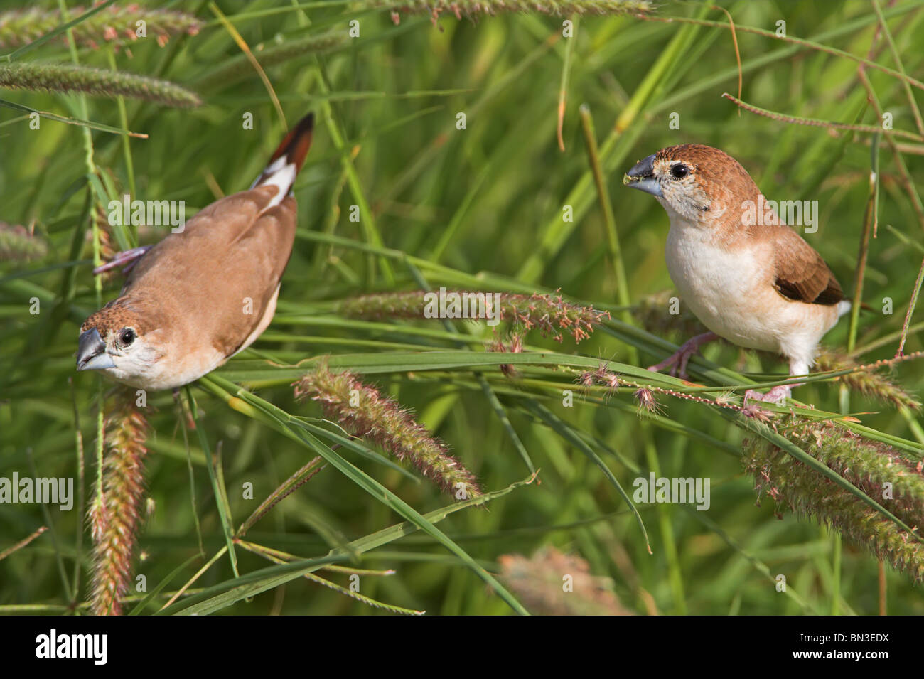 Deux Munias à gorge blanche (Euodice malabarica) perché sur un brin d'herbe, elevated view Banque D'Images