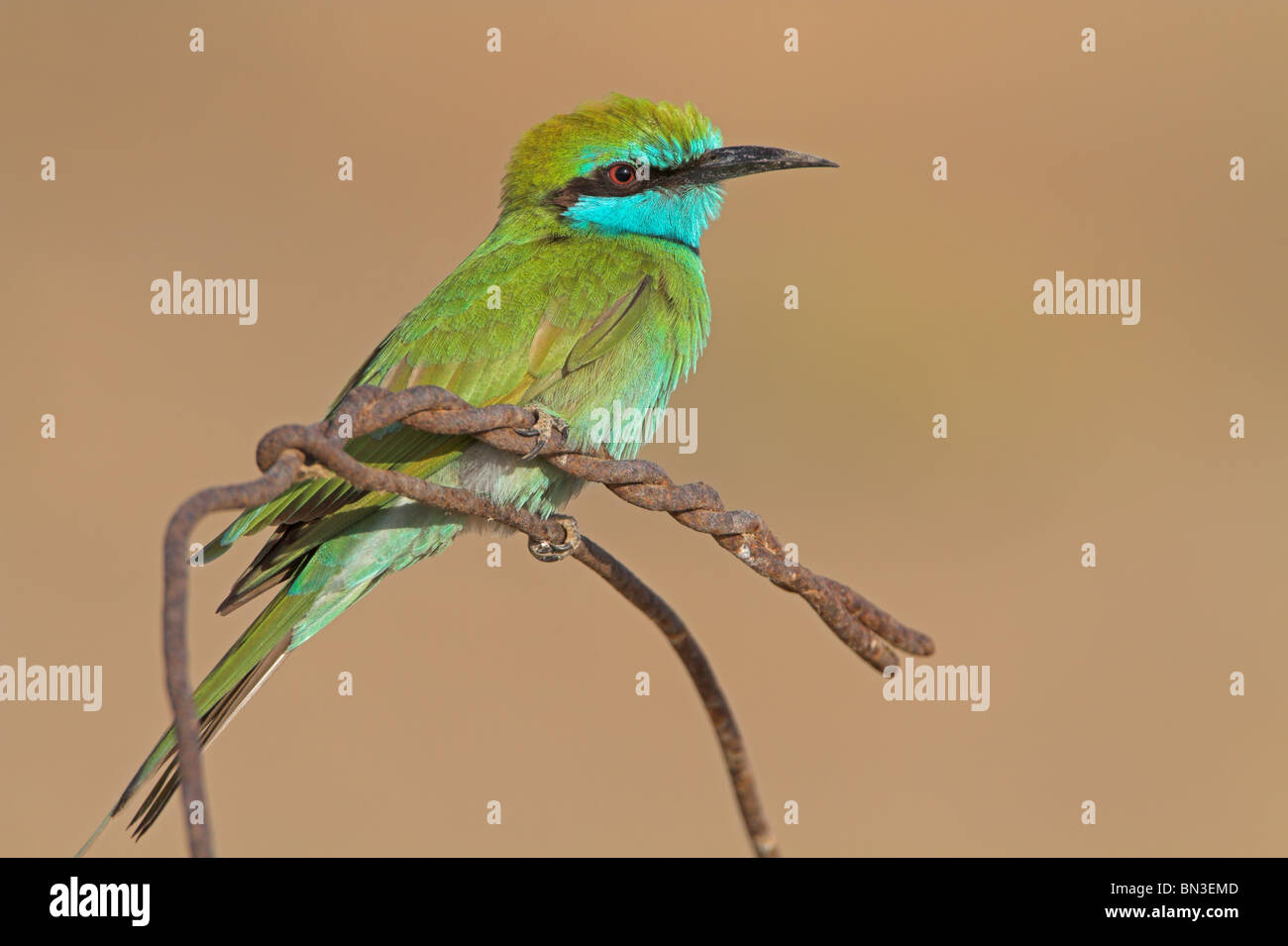 Little Green Bee-eater (Merops orientalis) assis sur un fil rouillé, close-up Banque D'Images