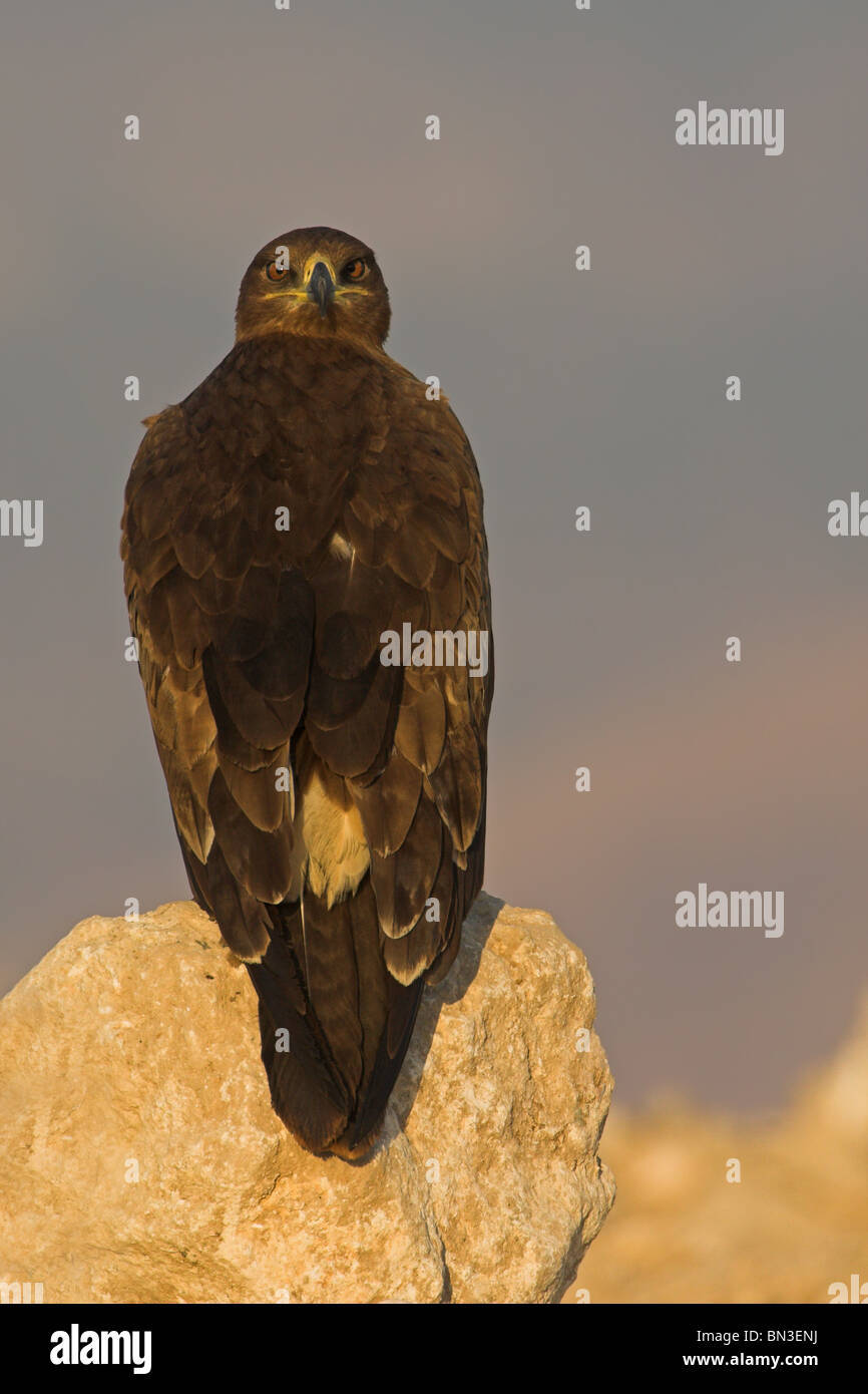 L'aigle des steppes (Aquila nipalensis) assis sur une pierre Banque D'Images