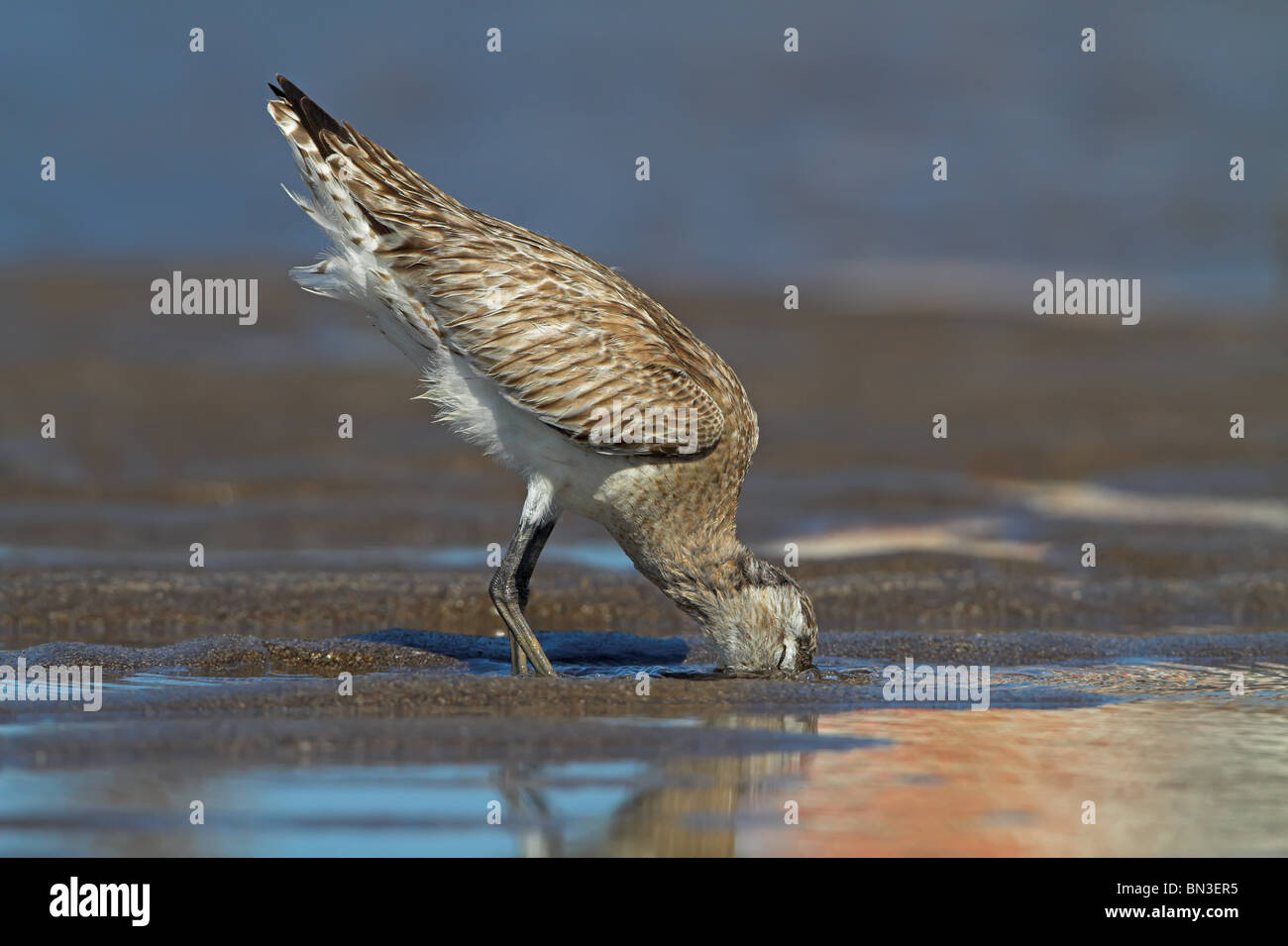 Barge à queue noire (Limosa limosa) se nourrissent dans les vasières, side view Banque D'Images
