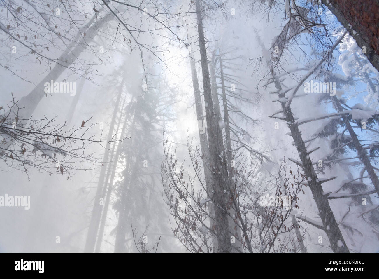 Snow flurry dans une forêt, Anger, low angle view Banque D'Images