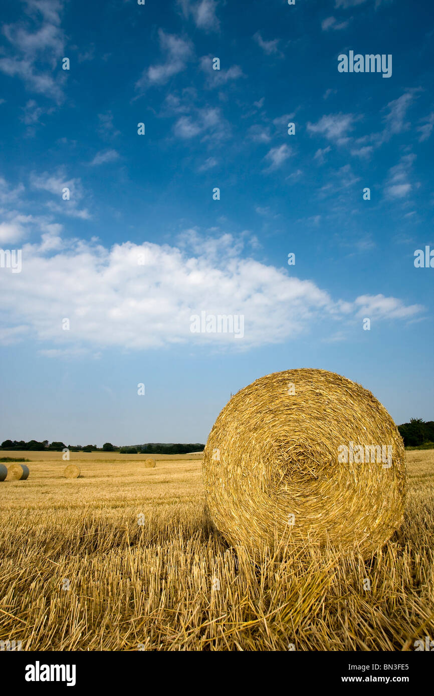 Grainfield et botte de paille, Schleswig-Holstein, Allemagne Banque D'Images