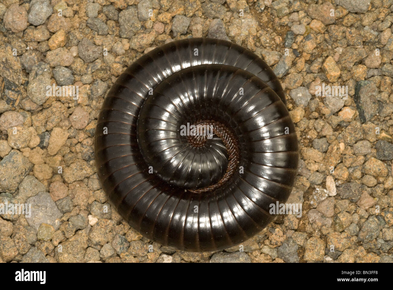 Close up de mille-pattes géant africain (Archispirostreptus gigas) Banque D'Images