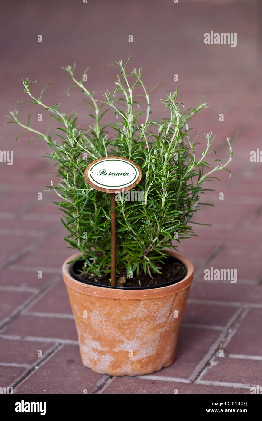 Le romarin dans un pot de fleurs Banque D'Images