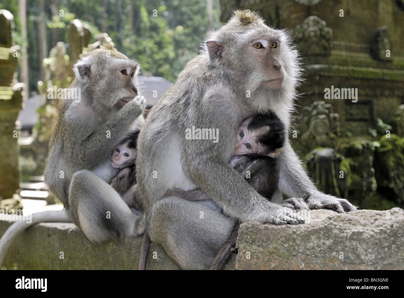 Les singes de Java, Pura Bukit Sari Temple, Bali, Indonésie, Asie Banque D'Images