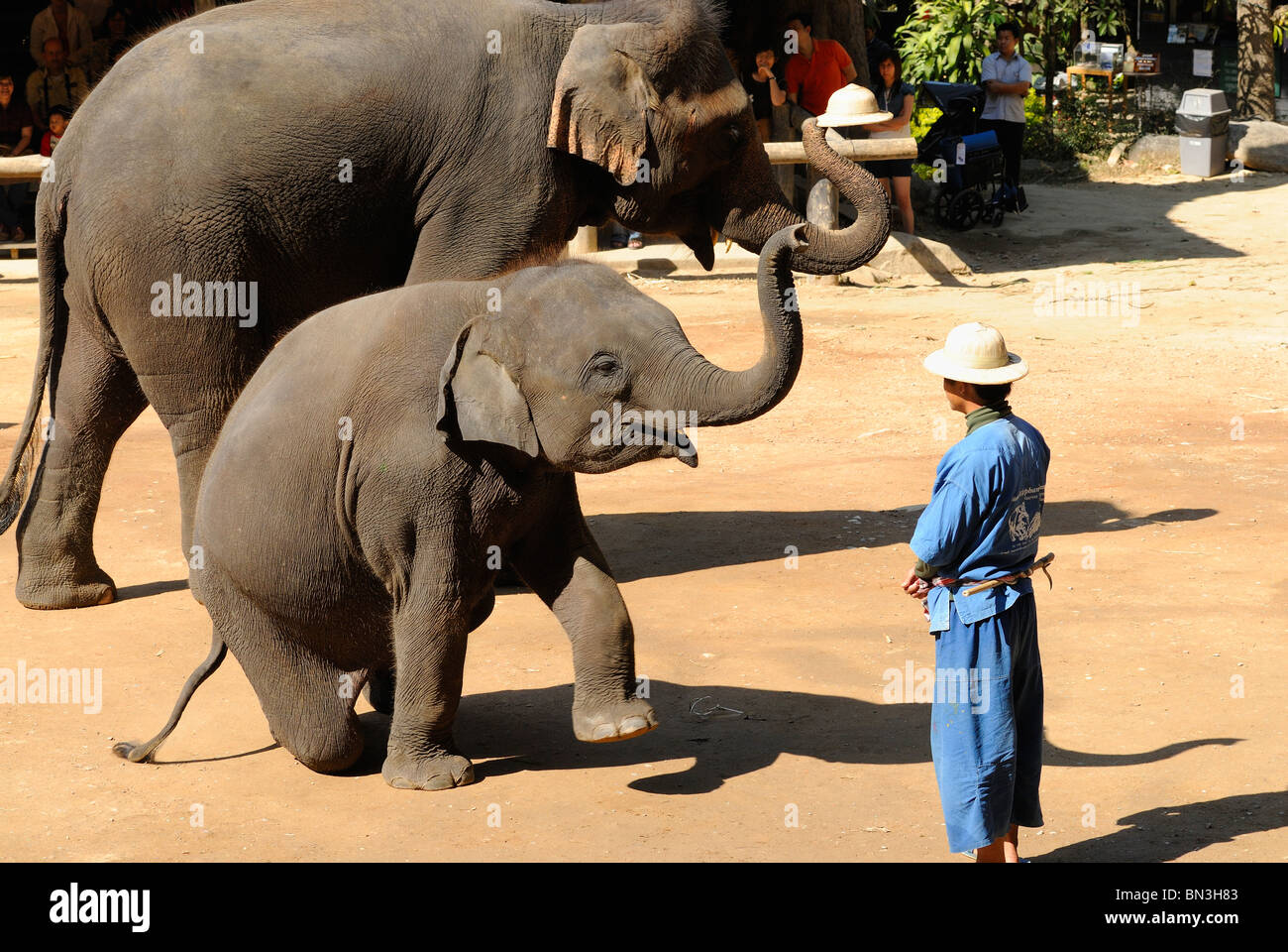 Bébé éléphant à la Maesa camp, Chiang Mai, Thaïlande, Asie du Sud-Est Banque D'Images Bébé éléphant à la Maesa camp, Chiang Mai, Thaïlande, Asie du Sud-Est Banque D'Images
