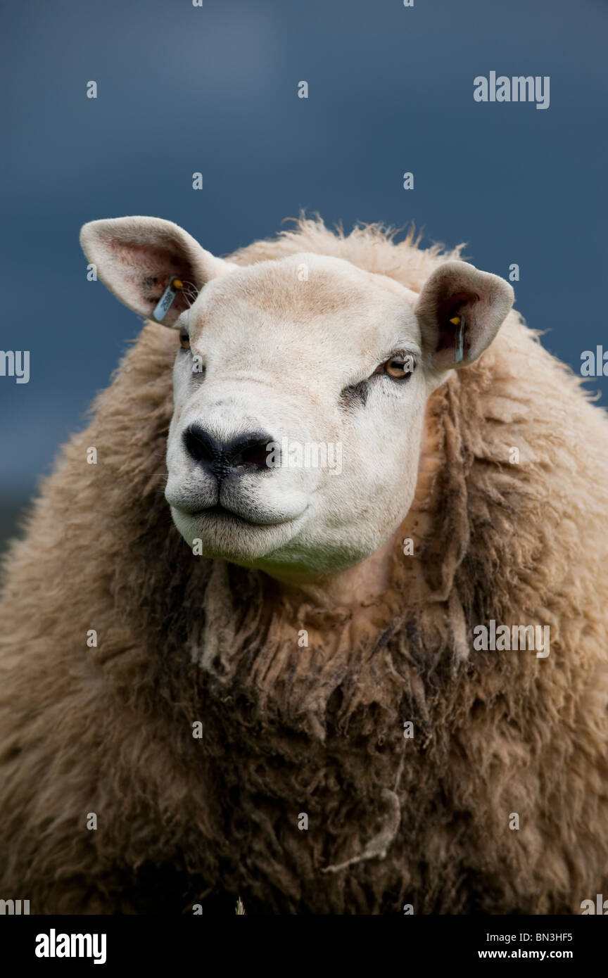 Yearling Texel ram en prairie. , Cumbria (Royaume-Uni) Banque D'Images