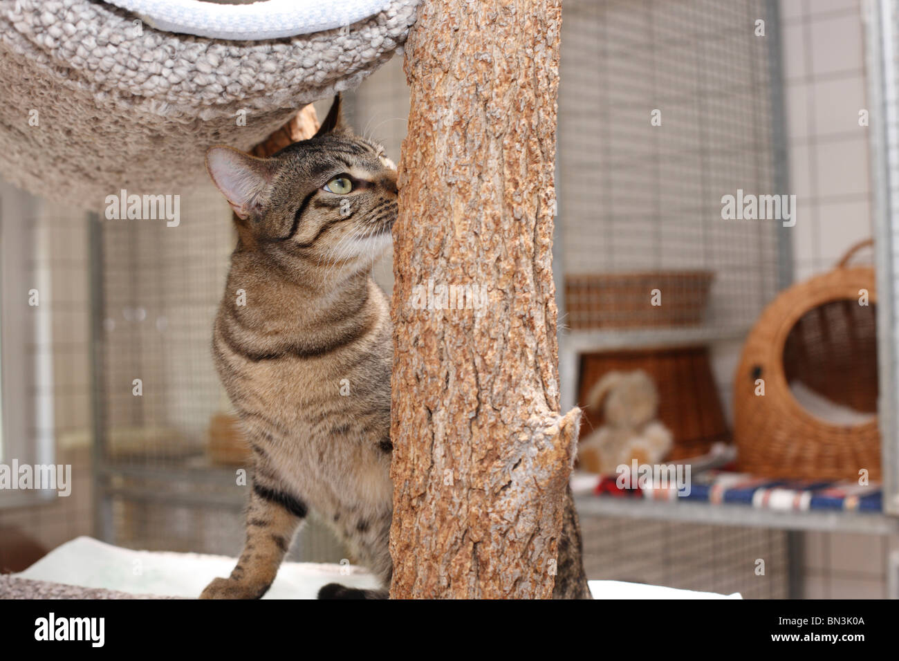 Chat domestique, chat de maison, European Shorthair (Felis silvestris catus). f, tomcat sniffer à un poteau de éraflure, Allemagne Banque D'Images