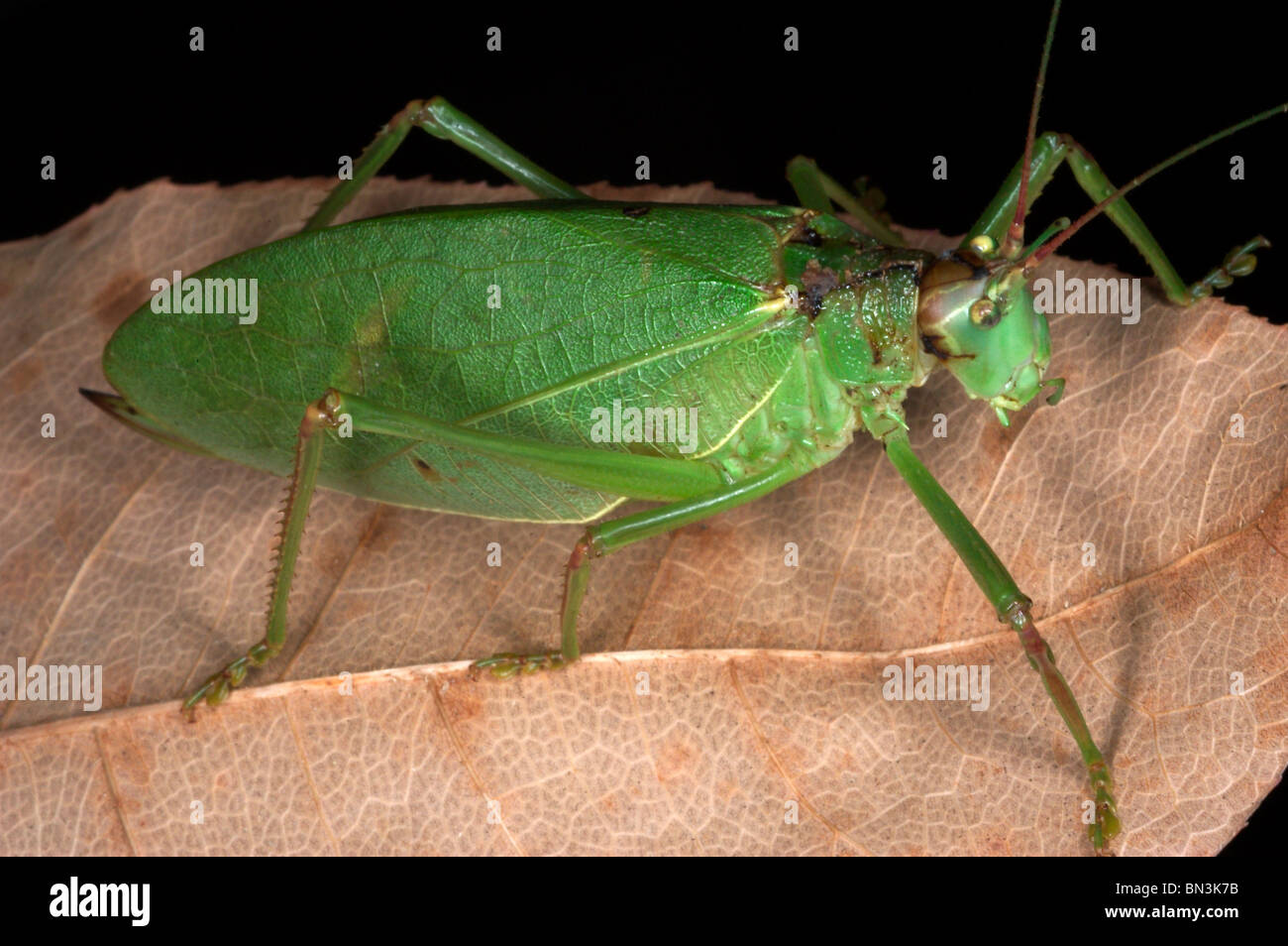 Katydid sur une feuille Banque D'Images