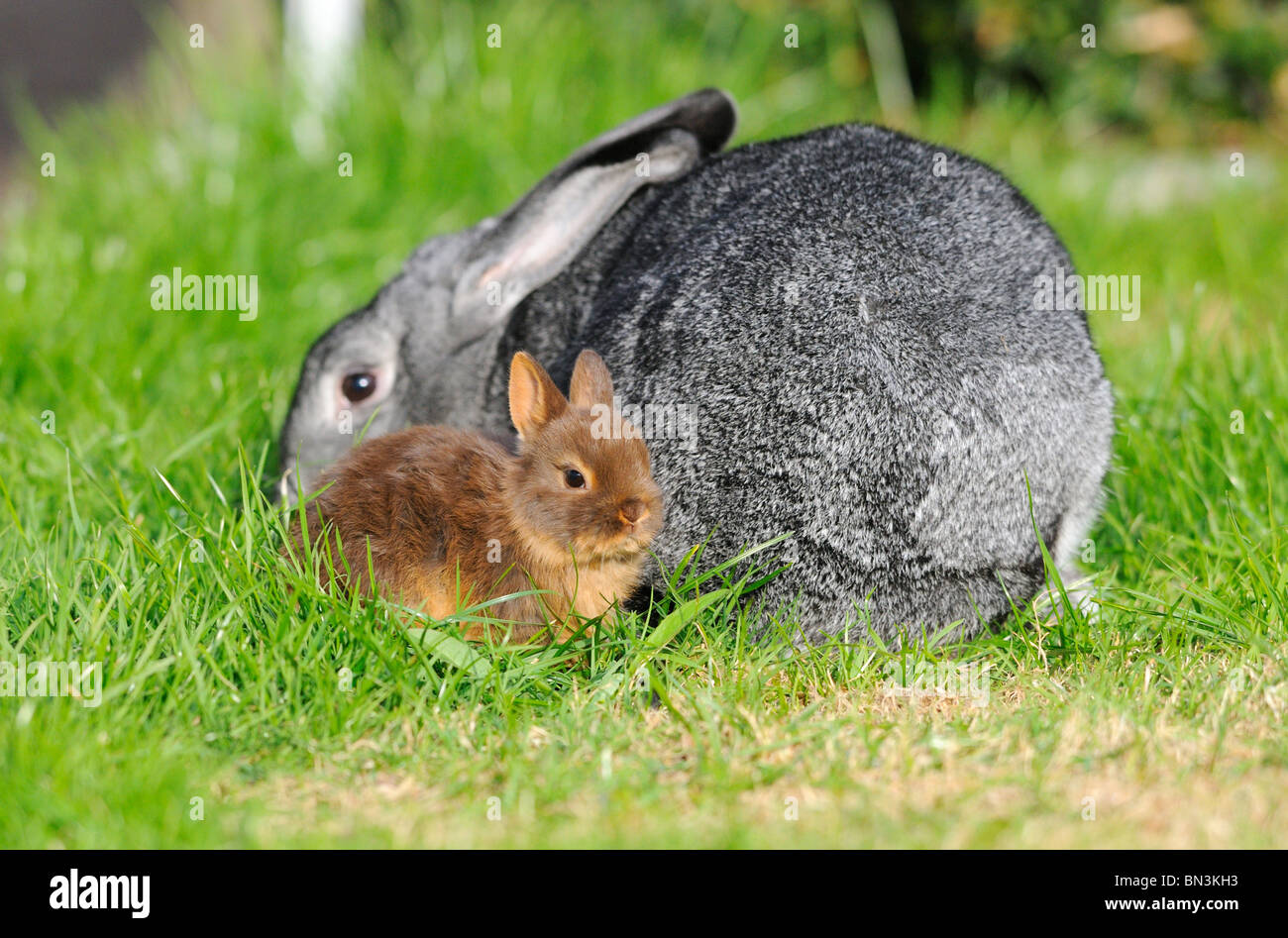 Netherland Dwarf et American Chinchilla assis dans l'herbe Banque D'Images